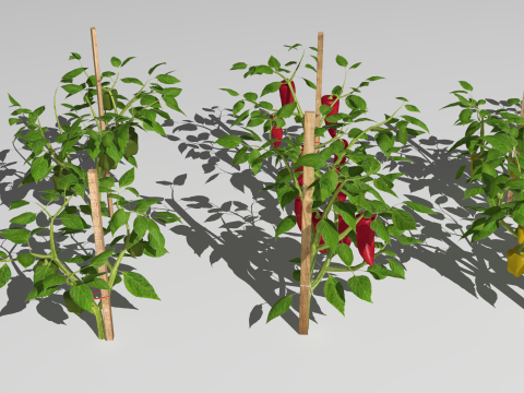 Pepper plantation 3D मॉडल