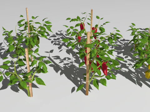 Плантація перцю 3D Модель