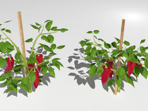 Плантація перцю 3D Модель