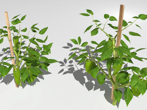 Плантація перцю 3D Модель