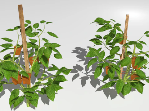 Плантація перцю 3D Модель