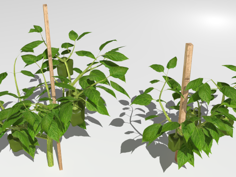 Pepper plantation 3D मॉडल