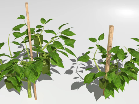 Плантація перцю 3D Модель