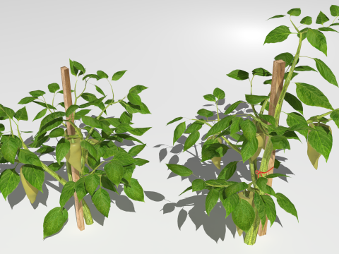 Pepper plantation 3D मॉडल