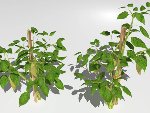 Плантація перцю 3D Модель