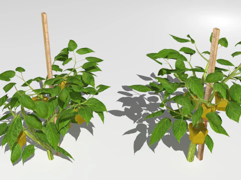 Плантація перцю 3D Модель