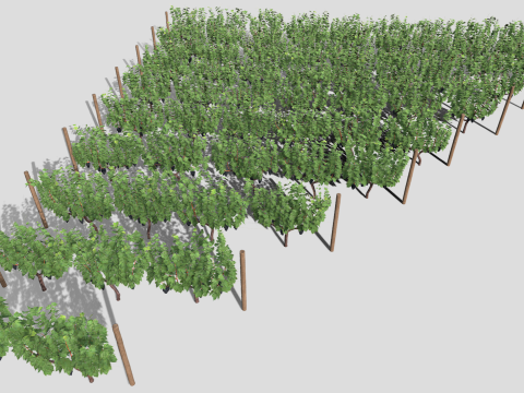 Large vineyard 3D Model