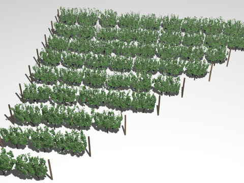 Large vineyard Modelo 3D