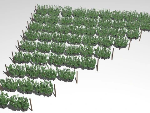 Large vineyard 3D Model