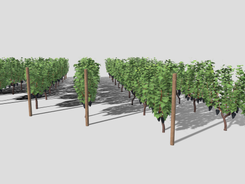 Large vineyard Modelo 3D