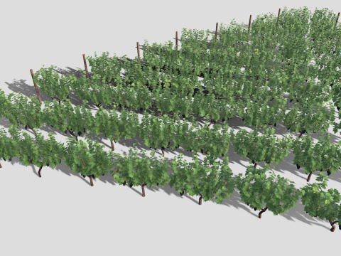 Large vineyard Modelo 3D