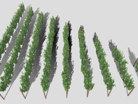 Large vineyard Modelo 3D