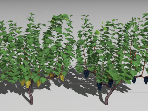 Large vineyard Modelo 3D