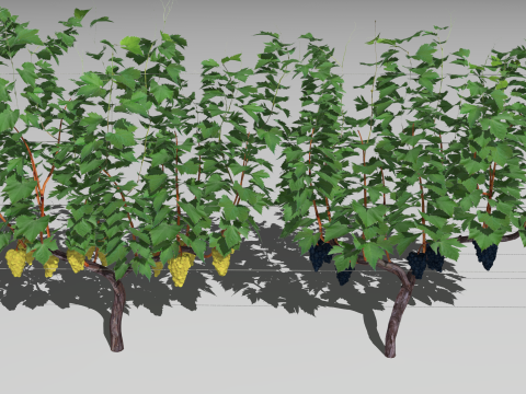 Large vineyard Modelo 3D