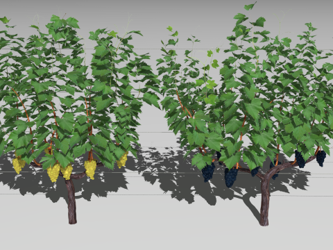 Large vineyard Modelo 3D