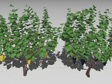 Large vineyard 3D Model