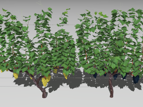 Large vineyard Modelo 3D