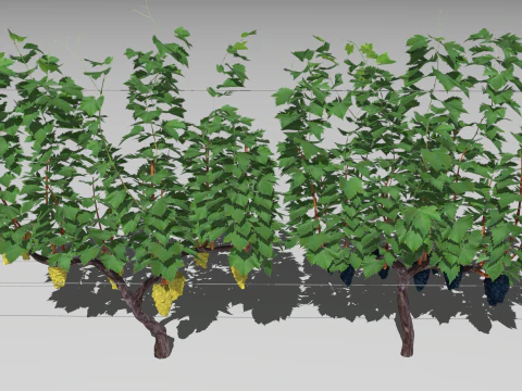 Large vineyard 3D Model