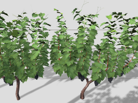 Large vineyard Modelo 3D
