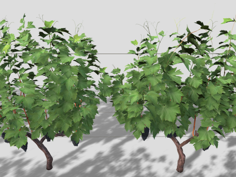 Large vineyard Modelo 3D