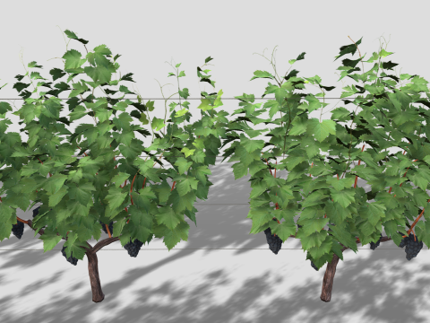 Large vineyard Modelo 3D