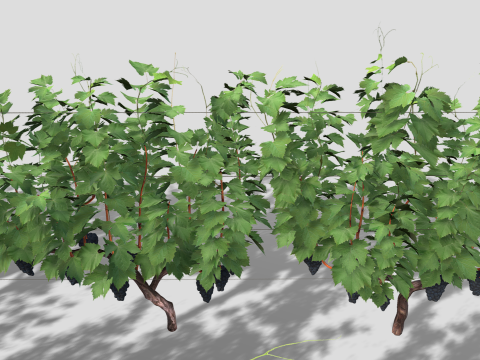 Large vineyard Modelo 3D