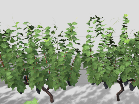 Large vineyard Modelo 3D