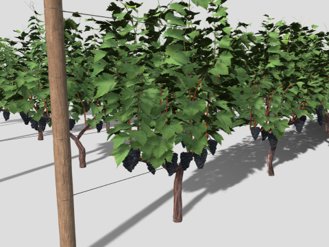 Large vineyard Modelo 3D
