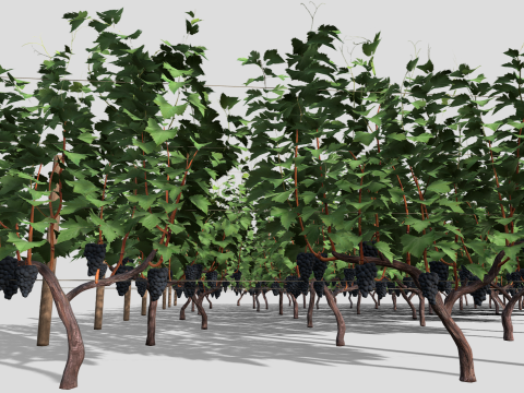 Large vineyard Modelo 3D