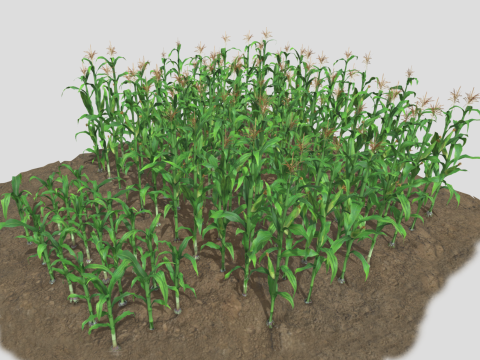 Corn field for 3d printing Modèles 3D en vedette