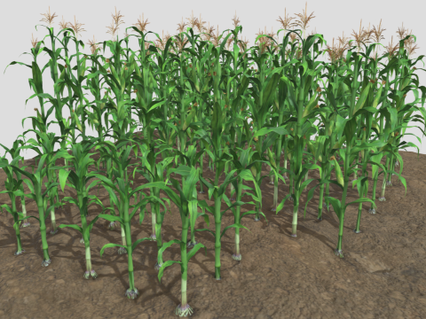 Corn field for 3d printing Modèles 3D en vedette
