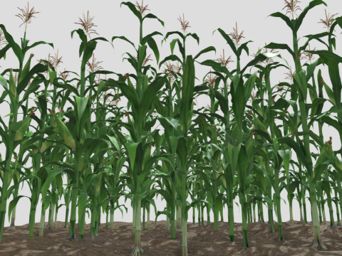 Corn field for 3d printing Modèles 3D en vedette