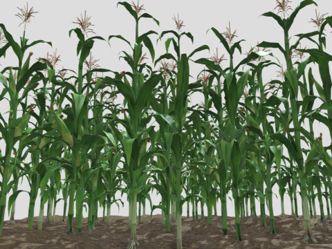 Corn field for 3d printing 3D Print Model