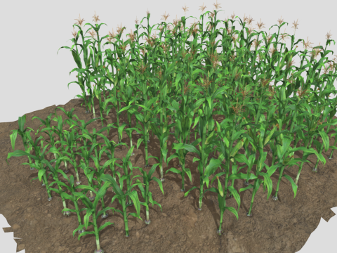 Corn field for 3d printing Modèles 3D en vedette