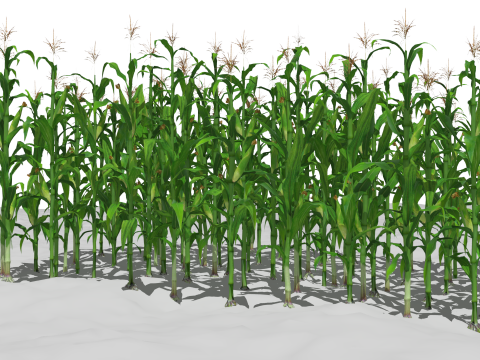 Corn field for 3d printing Modèles 3D en vedette