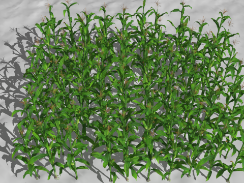 Corn field for 3d printing Modèles 3D en vedette