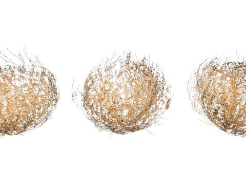 Tumbleweed 3D 模型