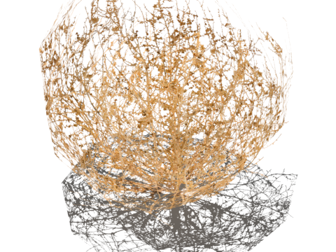 Tumbleweed 3D 模型