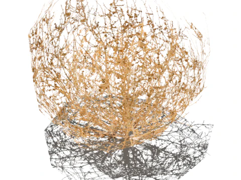 Tumbleweed Modello 3D