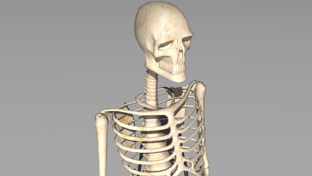 skeleton 3D 模型 .c4d .max .obj .3ds .fbx .stl .blend 