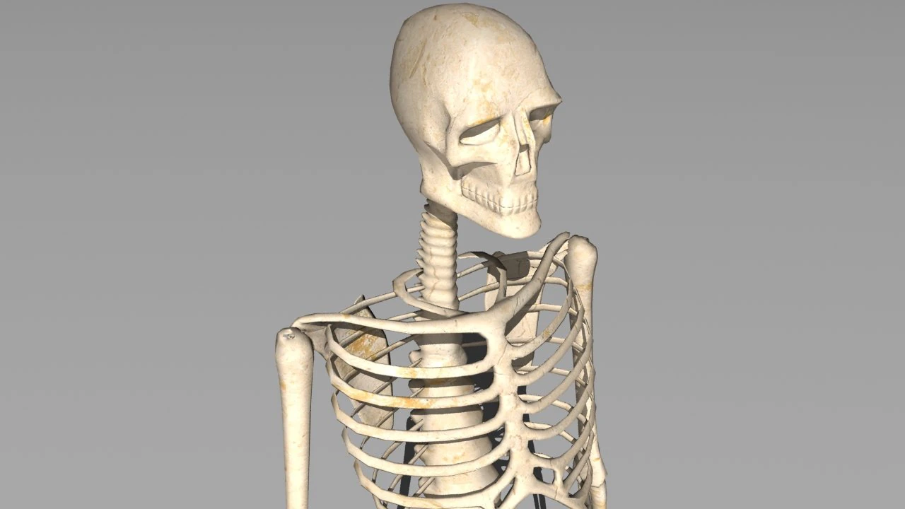 skeleton 3D Model .c4d .max .obj .3ds .fbx .stl .blend 