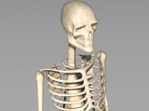 skeleton 3D Model