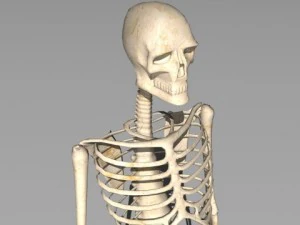 skeleton 3D Model