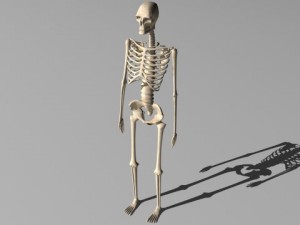 skeleton 3D 模型