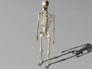 skeleton 3D Model