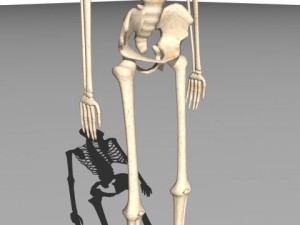skeleton 3D 模型