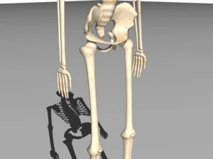 skeleton 3D Model