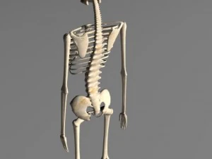 skeleton 3D Model