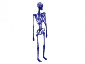 skeleton 3D 模型