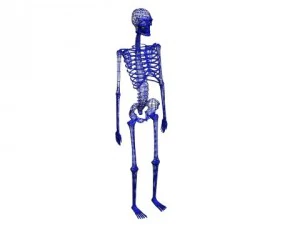 skeleton 3D Model